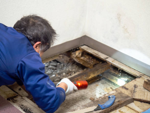 Mold Testing and Removal in Haverhill, FL
