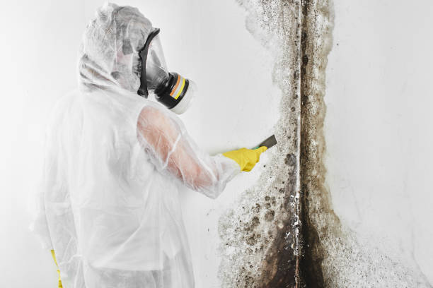 Professional Mold Removal in Haverhill, FL