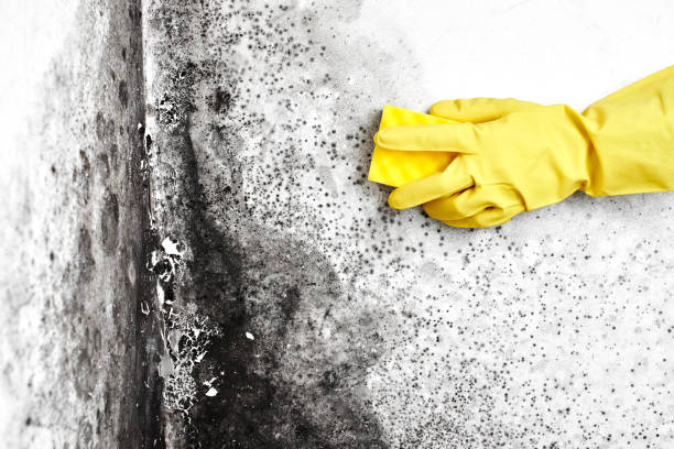 Crawl Space Mold Removal in Haverhill, FL