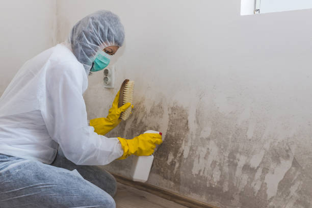 Mold Removal Process in Haverhill, FL
