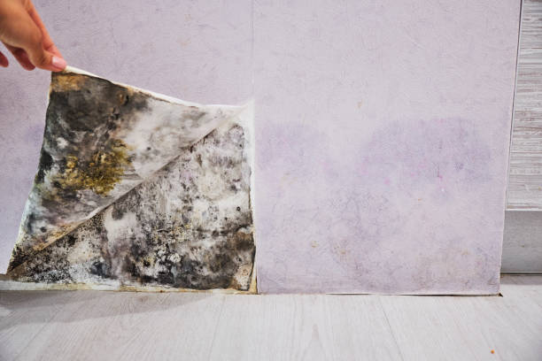 Best Toxic Mold Removal  in Haverhill, FL
